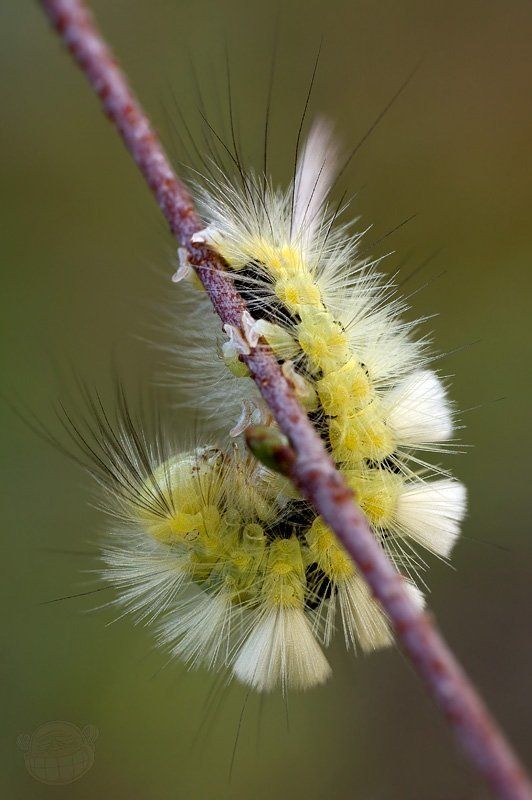 макро, гусеница, утро, физкультура, олимпиада, 1980 Тяжёлые будни физкультурникаphoto preview