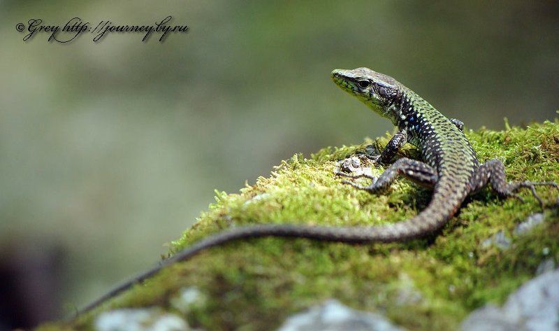 Медной Горы Хозяйка-2photo preview