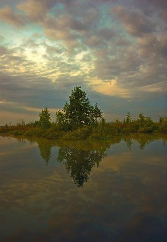 Утро на болотах