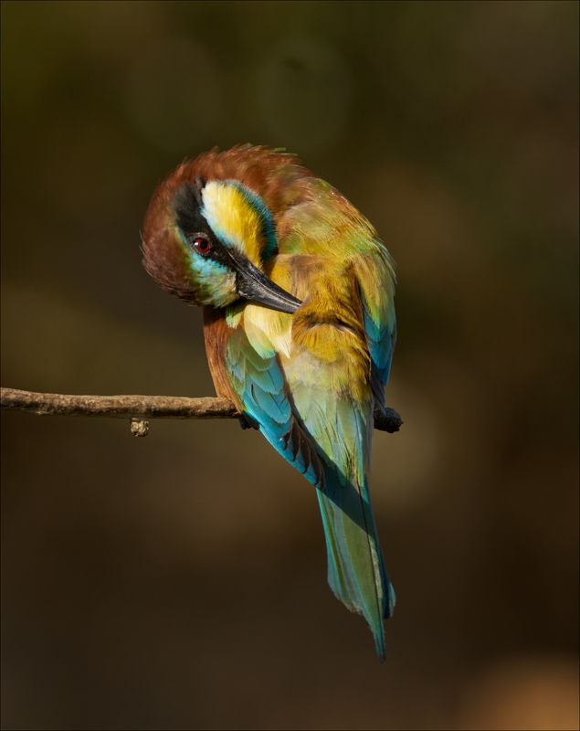 Как Стрекоза и майский Жук к Щурке в гости ходили...photo preview