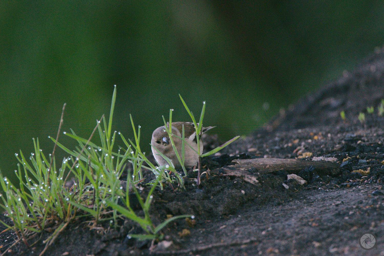 Прятки с зябликом. Автор: Алексей Акрал birds, animals, птицы, животные, птица, зяблик, Алексей Акрал