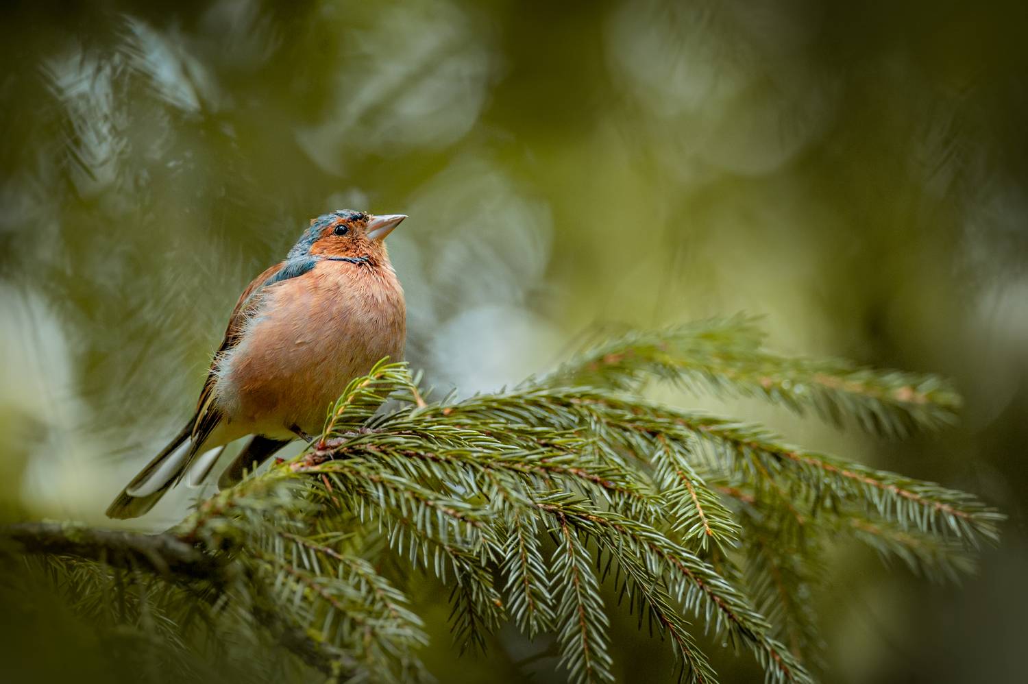 Зяблик. Автор: Громова Анна птицы, фото птиц, зяблик, птица, Громова Анна