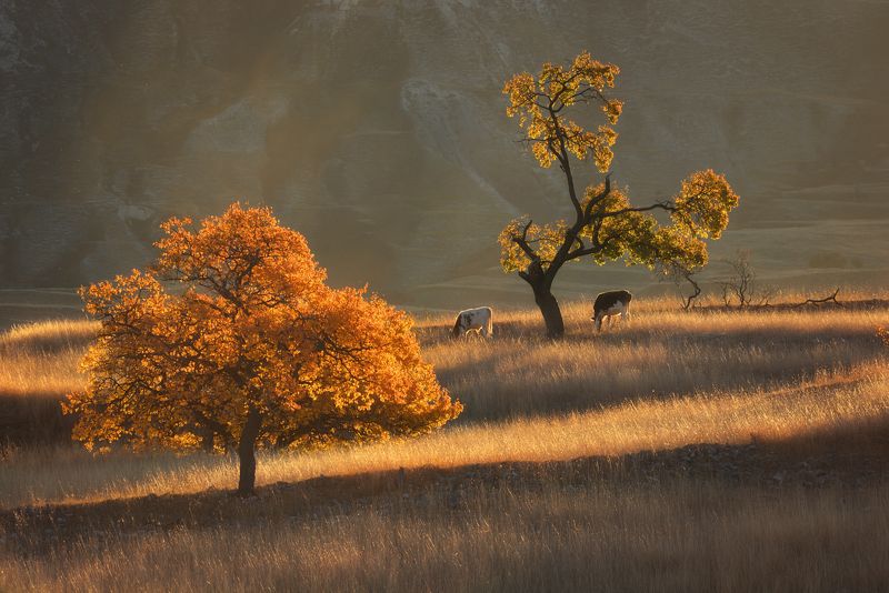 дагестан животные деревья кавказ 2+2photo preview