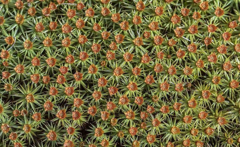 мох, кукушкин лён, цветы, поляна Миллион алых розphoto preview