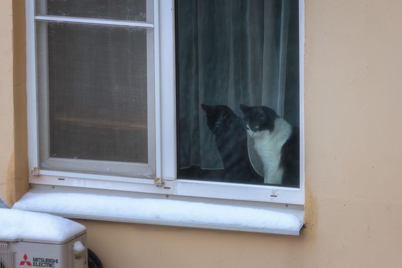 город, кот, кошка, окно, кошканаокошке, соседи Кошки на окошкеphoto preview