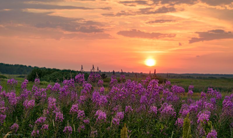 татарстан, иван-чай, кипрей, вечер, закат, природа Кипрейphoto preview