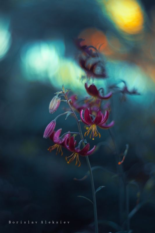 flowers,blue,orange,purple,light,bokeh,nature, Flowersphoto preview