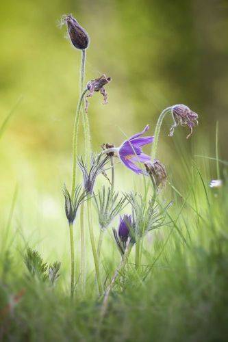 Pulsatilla