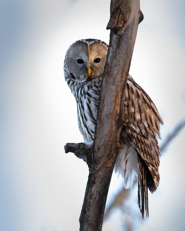 Длиннохвостая неясытьphoto preview