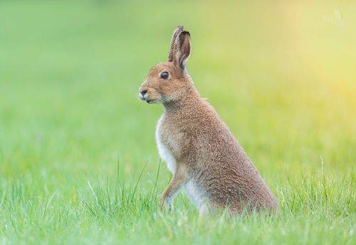 Irish hare