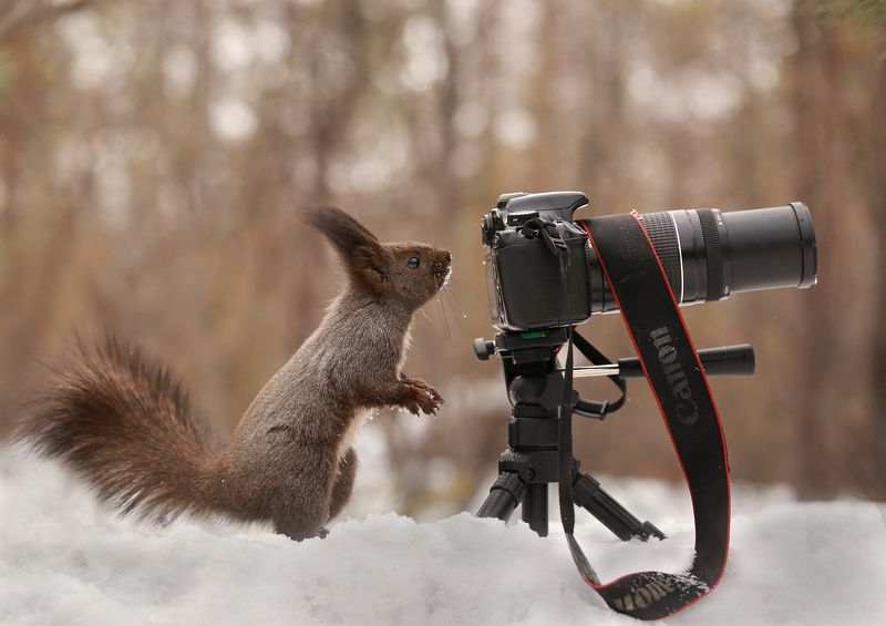 нерюнгри, белка, якутия, дикие_животные, евгениялевина, бурундукиибелкилевиной, женялевина, гаичка, Фотосессияphoto preview