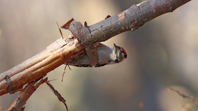 малый пёстрый дятел, дятел, dendrocopos minor, dendrocopos, lesser spotted woodpecker, woodpecker Нашёл то, что искалphoto preview