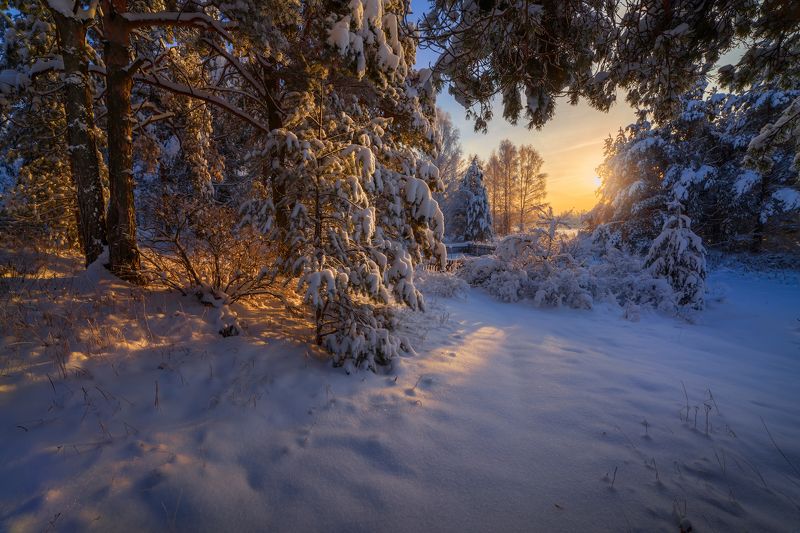 зима, снег, иней, декабрь, солнце Про мороз и солнце, день чудесный!photo preview