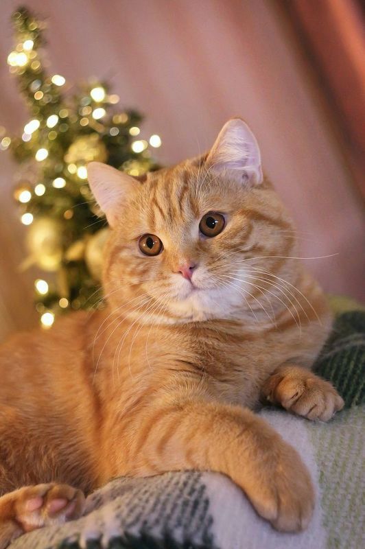 кот, елка, новый год, гелиос 44-3,беларусь С наступающим!photo preview