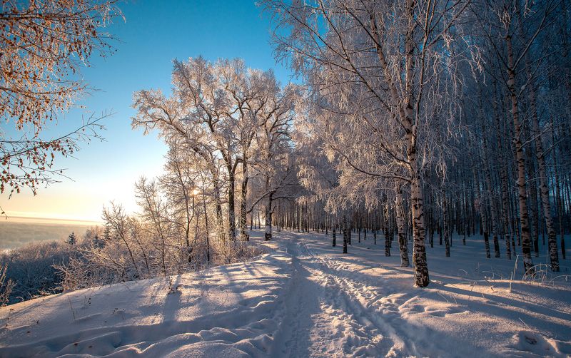 берёзы, зима, мороз, солнце, лучи солнца В лучах морозного солнцаphoto preview