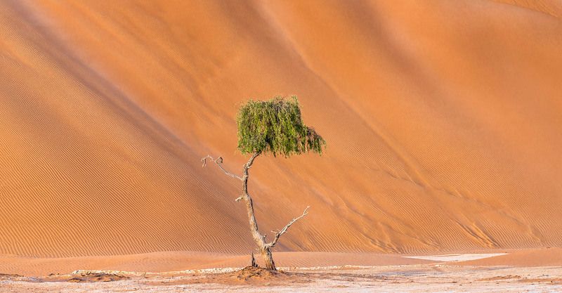 Кокеткаphoto preview