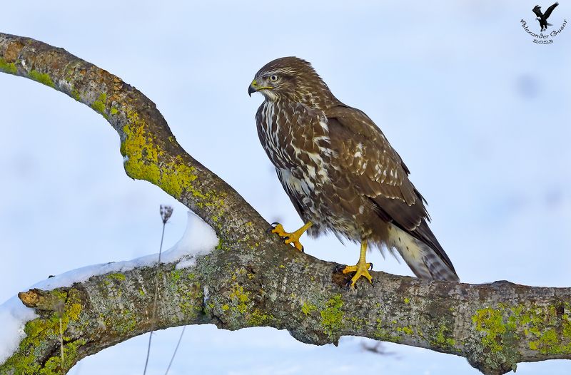 Канюк.photo preview