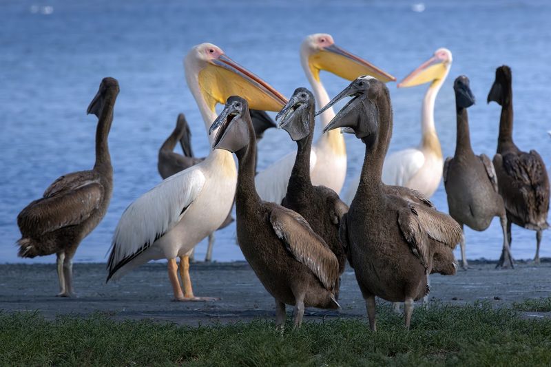 Розовые и почти розовые пеликаны...photo preview