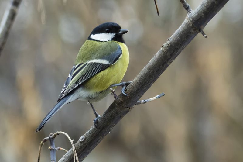 Синица большаяphoto preview