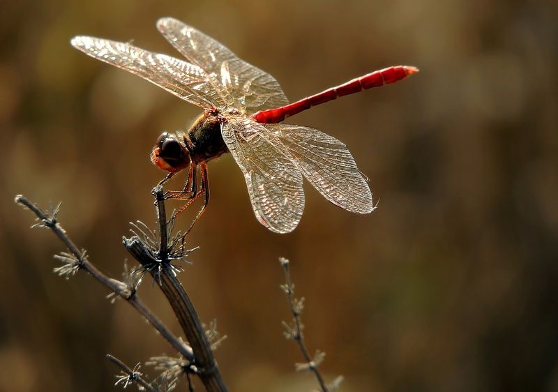 Приселаphoto preview