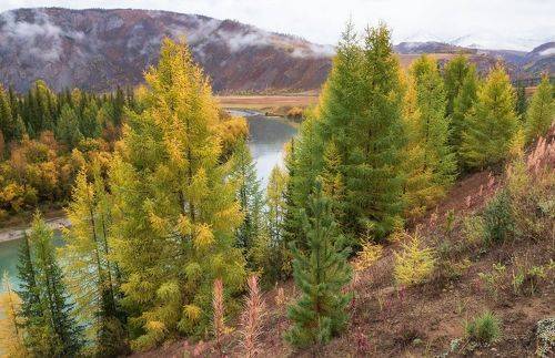 Красавица Чуя