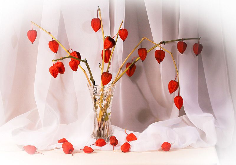 натюрморт, физалис, очарование Физалисphoto preview