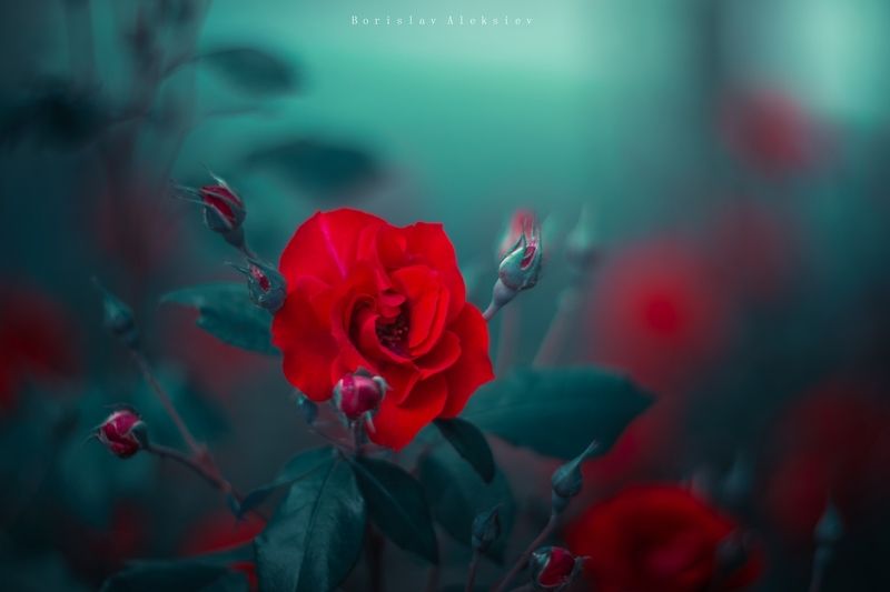 flowers,red,light,bokeh,nature,rose,exterior, Rosesphoto preview