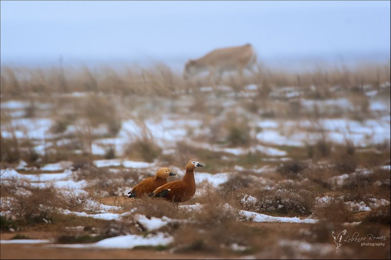 Огарь Сайгак Степной Лобанов  \