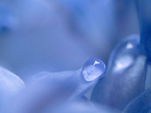 Капля на цветке