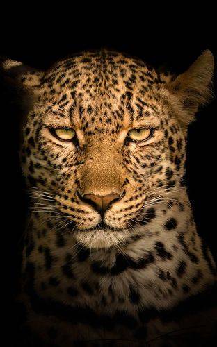 Wildlife around the world