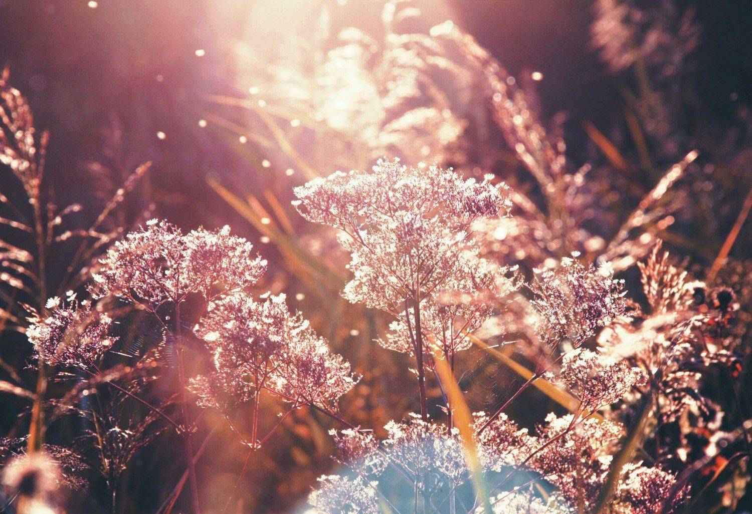 , Алинция Савельева