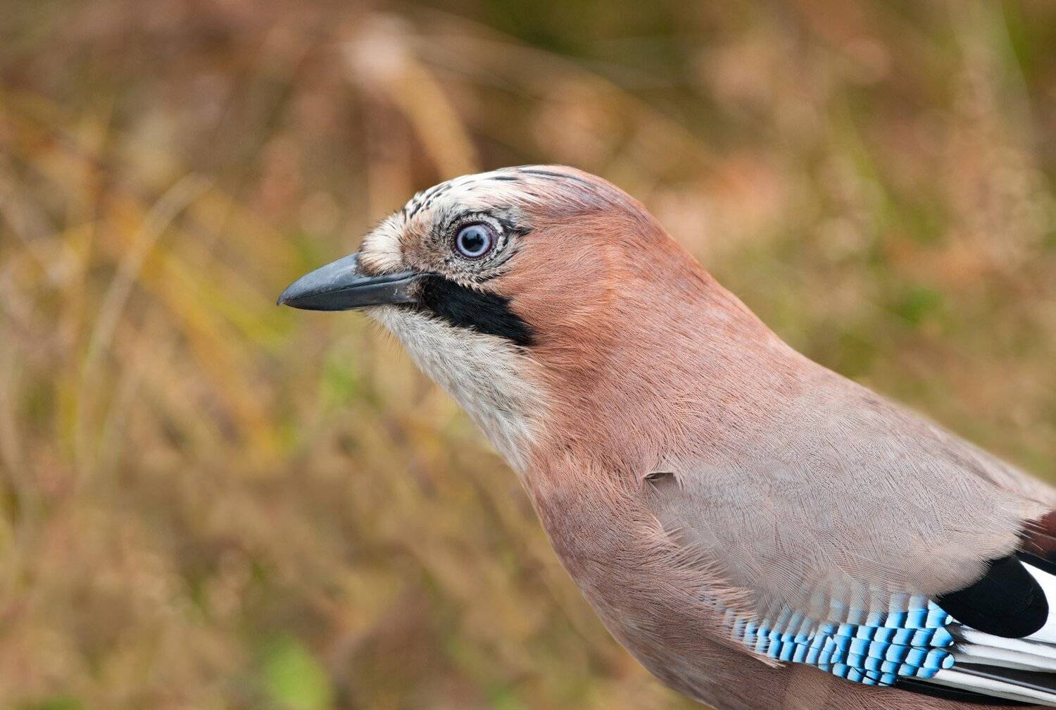 , Юрий Кулаков