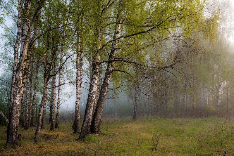 Утренняя  свежестьphoto preview