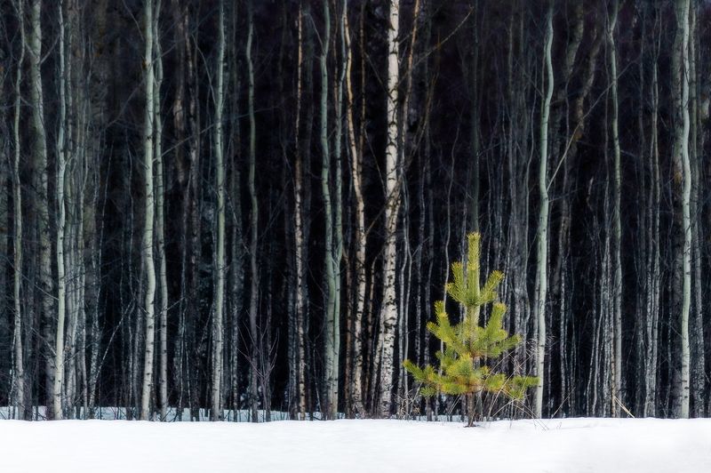 пейзаж, природа, зима, снег, лес photo preview