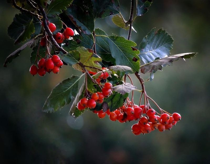 Рябинаphoto preview