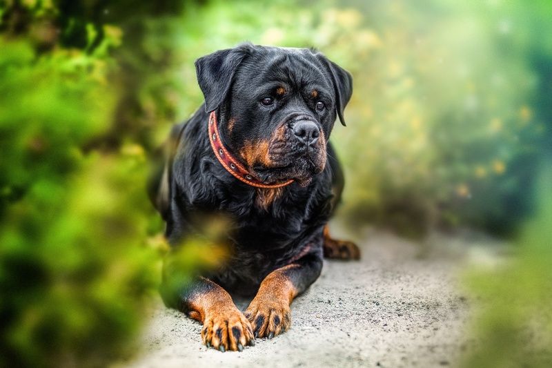 Ташаphoto preview