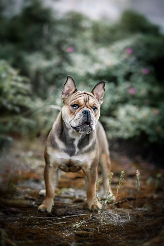 Бульдожка Мияphoto preview