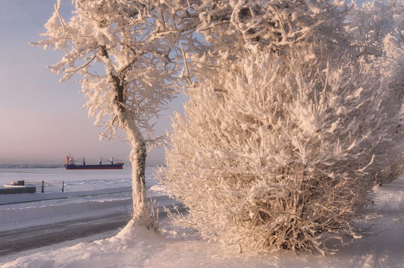 зима снег иней мороз деревья кусты архангельск набережная Крутой морозphoto preview