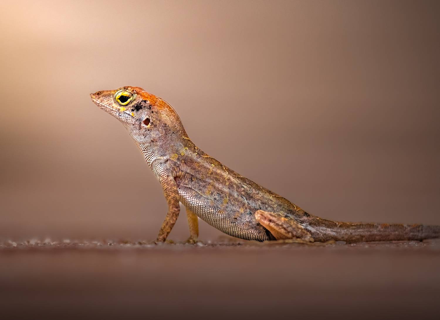 With pride. Автор: Atul Saluja lizard, chameleon, reptile, flower, macro, sunrise, sunset, closeup,, Atul Saluja