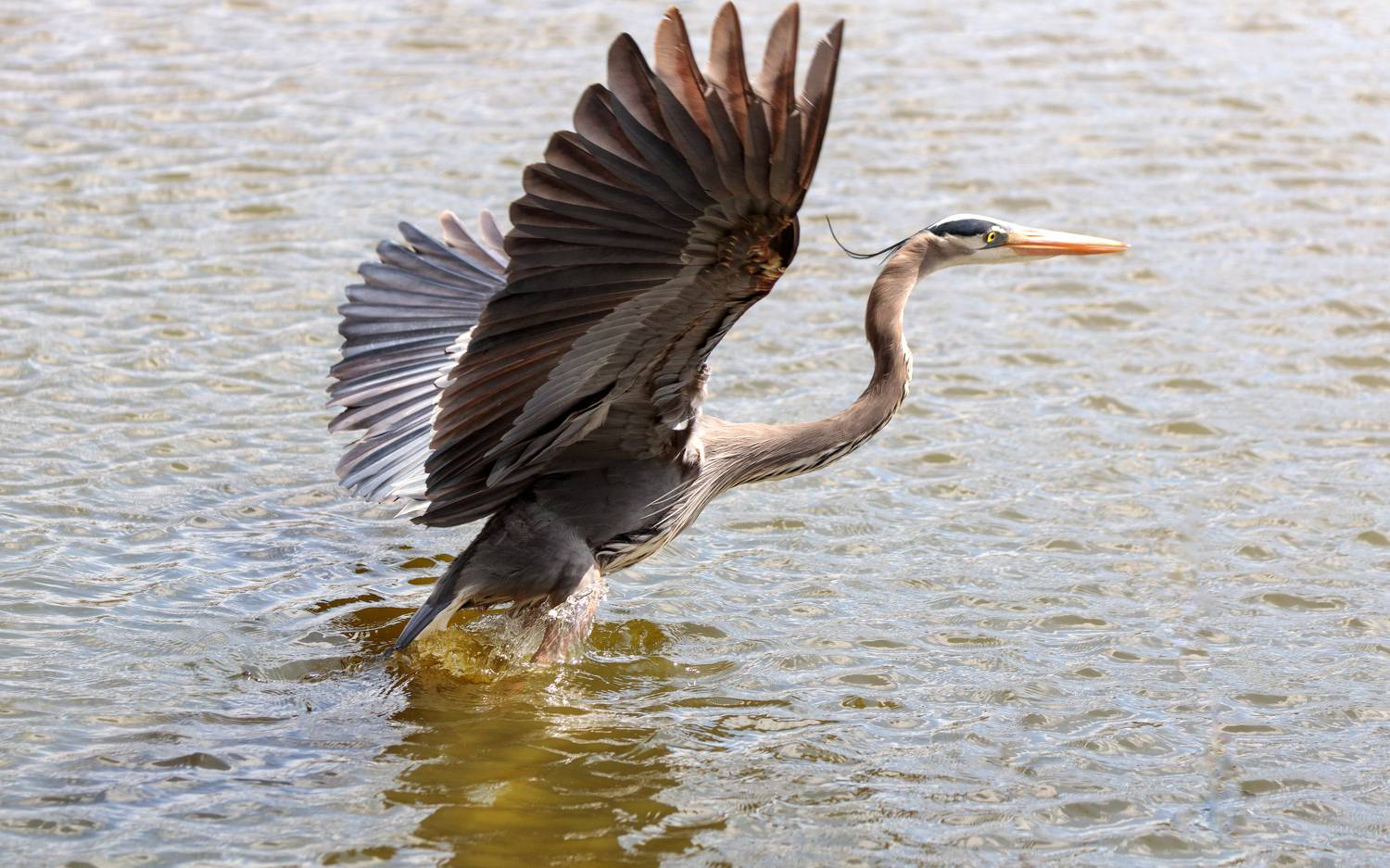 , Леонид Дьяченко