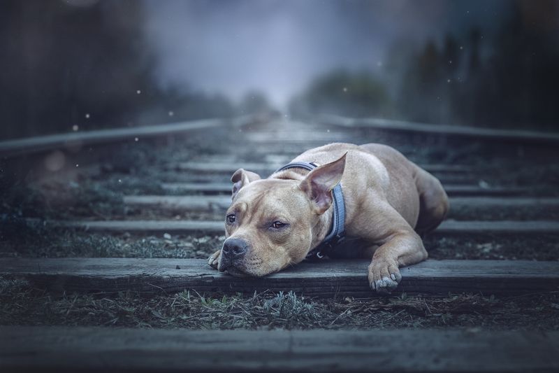 Анна Каренинаphoto preview