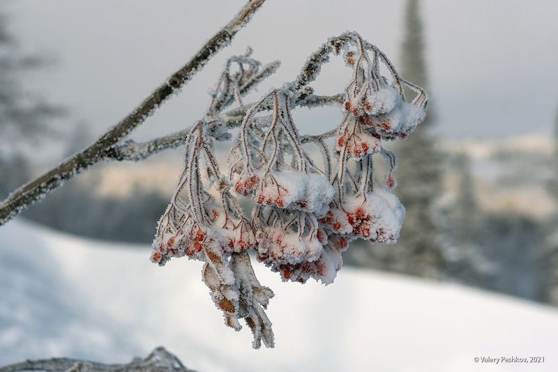 сибирь, зима, иней, снег, рябина, пихты, шерегеш, горная шория, с новым годом! Про рябинуphoto preview