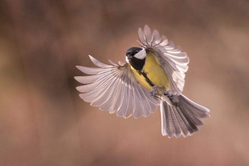 Большаяphoto preview