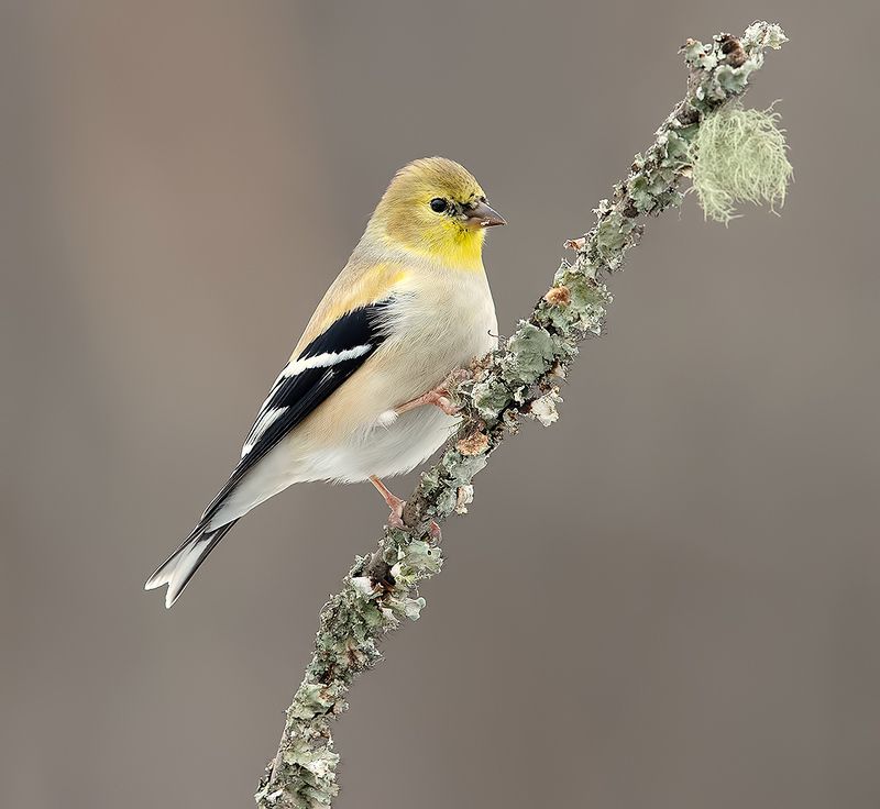 american goldfinch, американский чиж, чиж, winter birds, зимнии птицы American Goldfinch -  Американский чижphoto preview