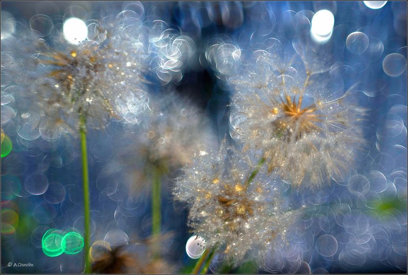 одуванчик,новый,год,хрусталь Новогодний одуванчикphoto preview