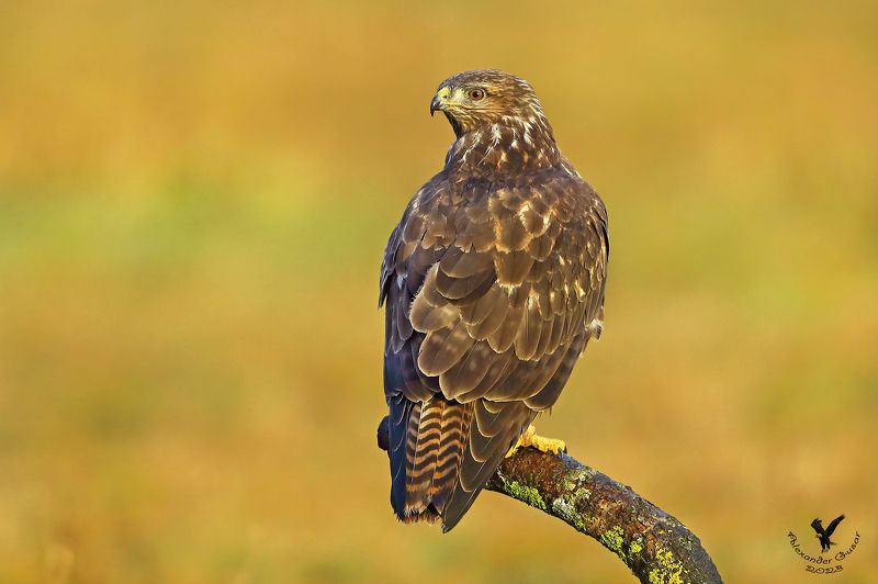 канюк Оглянись.photo preview