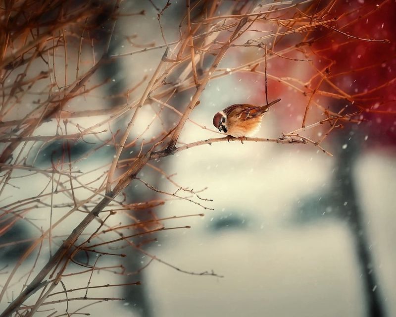 Воробейphoto preview