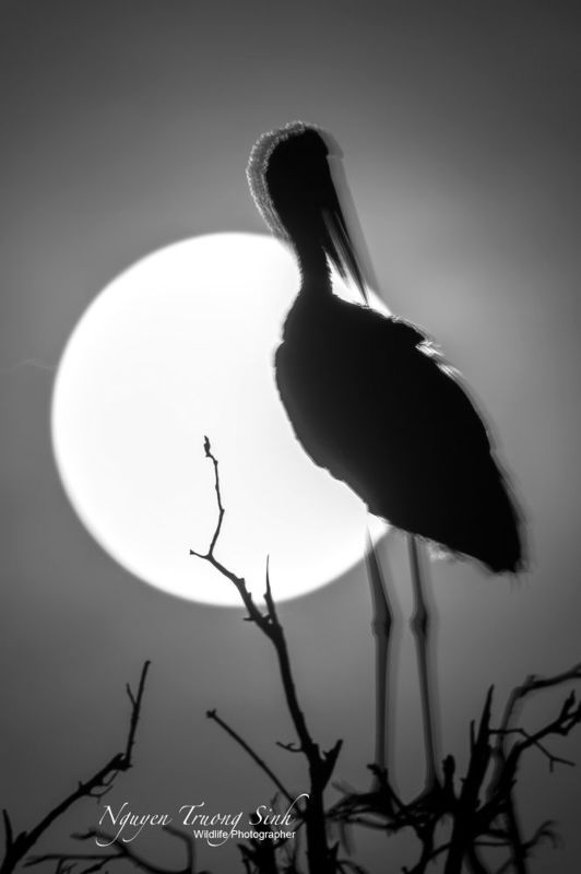 Supper Moonphoto preview