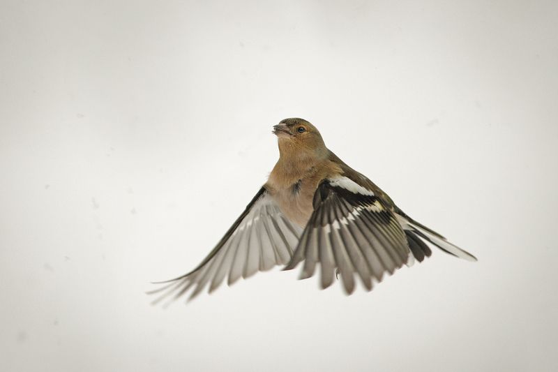 Зяблик в снегуphoto preview