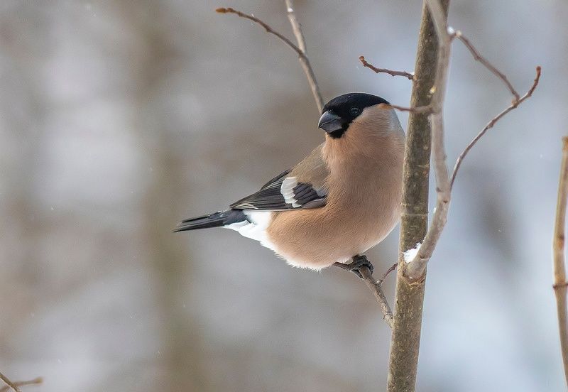 Снегаркаphoto preview